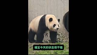 11.23福宝在内室吃竹笋，早上在门口吃竹叶，状态不错  #大熊猫 #cutepanda #giantpanda