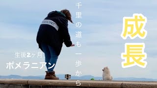 すくすく成長中抱っこ好き甘えん坊ポメラニアン仔犬【vlog】