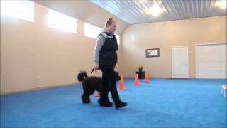 Murphy (Labradoodle) Boot Camp Dog Training