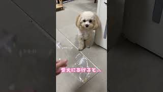 ペットボトルは捨てないで！ワンちゃんを夢中にできるよ♪ #ノーズワーク #犬のおもちゃ