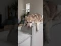 mini husky finds out social media thinks he’s dramatic