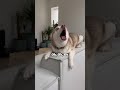 mini husky finds out social media thinks he’s dramatic