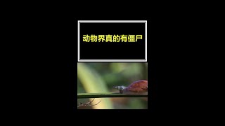 動物界真的有殭屍，寄生蟲到底多聰明 #漲知識 #動物