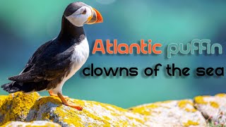 Atlantic Puffins! Documentary. #thehowtoacademy