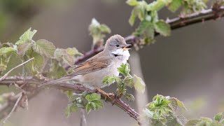 Common Whitethroat