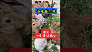 小兔有三怕，一定要记住它 #养兔 #兔子养殖 #科学养兔  #科普 #肉兔养殖 #rabbit