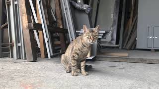 フラれましたｗ【野良猫】ねこ　ネコ　猫　子猫　仔猫　野良猫　IMG 1006