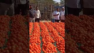 05-04-24 Madanapalle Tomato Market price Today || Today Tomato Market Rate in Madanapalle #today