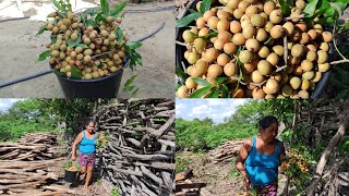 CATANDO PITOMBA E JATOBÁ NA ROÇA NOSSA MANHÃ #ceará