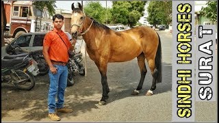 गुजरात के कुछ खुबसुरत सिंधी घोडे || SURAT