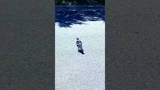 Magpie Runs So Fast That It Clones Itself! #birds #wildlife #nature #shorts #video #viral #tending