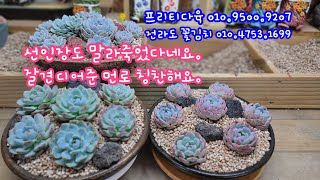 23.8.14.항아리뚜껑 먼로합식 어여쁘게 자라라~ 백분으로 이쁘게 화장하고 색감내자.