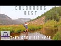 The best backcountry trout fishing | Gorgeous valley full of massive trout | Fly fishing Colorado