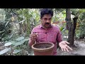 bush pepper cultivation കുറ്റി കുരുമുളക് തൈകൾ നമുക്കും ഉൽപാദിപ്പിക്കാം