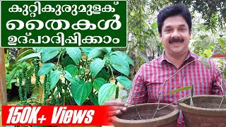 Bush Pepper Cultivation | കുറ്റി കുരുമുളക് തൈകൾ നമുക്കും ഉൽപാദിപ്പിക്കാം