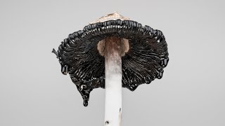 Dissolve - Shaggy Ink Cap Timelapse