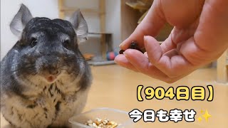 【904日目】今日も幸せ✨【孤独な飼い主のペットとの生活】