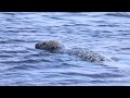 【野生のアザラシ】 〜野付半島〜 別海町観光船から見た野生のアザラシ （wild seal hokkaido japan）