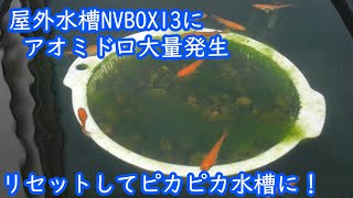 屋外水槽NVBOX13にアオミドロ大量発生！リセットしてピカピカ水槽に！