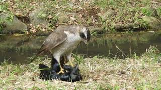 オオタカの成鳥カラスを捕食パート4．4．DSCN8675