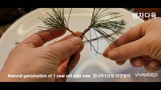 잣나무분재 1년생 자연발아 Pine bonsai 1 year natural