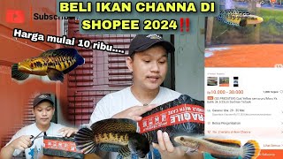 Beli ikan channa lagi di shopee 2024‼️ Apa masih ada peminatnya⁉️