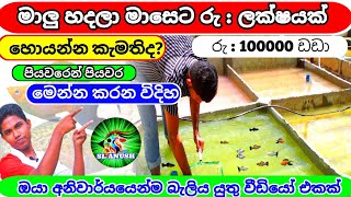 මාලු හදලා ලක්ෂයකට වඩා හොයන රහස | How to start a Fish Farming | fish tank setup |Sl anush fish farm