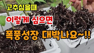 고추모종 이렇게 심으면 고추가 폭풍성장하고 다수확합니다! 뿌리발근 실험결과