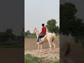 nukra horse viral nukra nukraghora marwadi viralvideo punjab