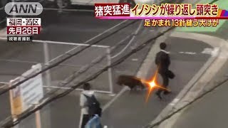 🐗山豬の進撃（衝、撞、頂、咬！）