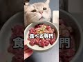 うちの猫が生肉を食べている件について質問にお答えしました