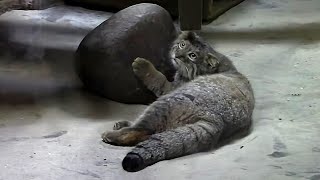 猛烈！マヌルネコ兄妹「フィーガ＆アブリコース」のハイスピード追いかけっこ（上野動物園）Pallas's Cat Baby