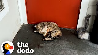 Hero Rescues Six Stray Kittens From Her Own Car Rescued Dodo Kids
