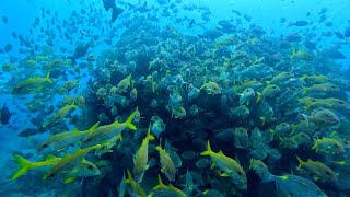 沖縄ダイビングサービス潜水屋　慶良間　黒島北　七番岬　ウチザン礁