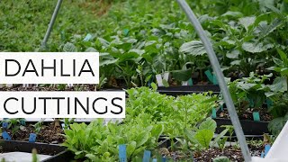 Dahlia Cuttings for Beginners: Easy Dahlia Tuber Propagation