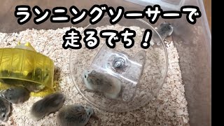 【ロボロフスキー】ランニングソーサーで走るでち！