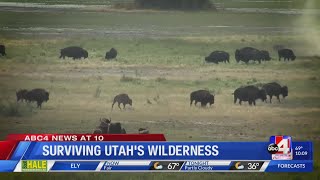 The four W's for surviving Utah's wilderness: Wildlife