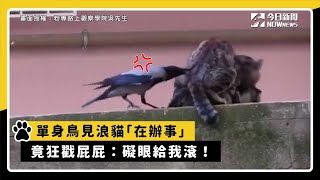 單身鳥見浪貓「在辦事」　竟狂戳屁屁：礙眼給我滾！