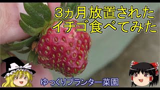 3ヵ月間放置されたイチゴを食べてみた