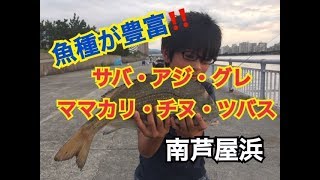 グレ・アジ・サバ・ツバス好調♪南芦屋浜