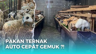 Sukses Ternak - Bahan Pakan Yang Harus Ada Dalam Ransum