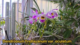 덴드로비움 핀들레이아눔 오큘라툼, 봉요석곡(蜂腰石斛) Dendrobium findlayanum var. oculatum