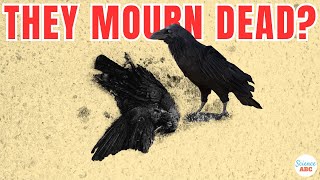 Crow Funeral Do Crows Mourn Their Dead