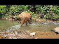 mondulkiri elephants project cambodia 2023