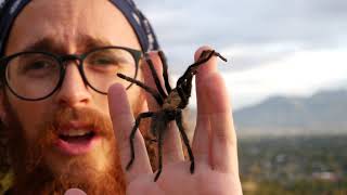 Desert Brown Tarantula