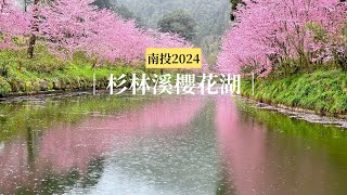 2024南投杉林溪櫻花季