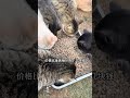 给新来的猫咪们补打疫苗 流浪猫我和流浪猫的故事关爱流浪猫好主人