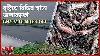 ক্ষতির মুখে বাগেরহাটের চিংড়ি চাষিরা| Shrimp Farmers in Bagerhat | Somoy TV