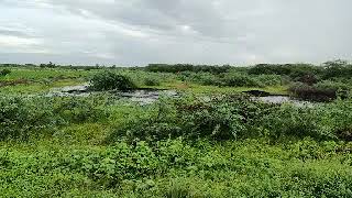 2000 acres Land for Sale at Ramanathapuram district price 2 lakhs acre 600 meter from Ramanathapuram