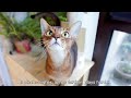 abyssinian cat vs bombay cat do you know these cat breeds breed comparison